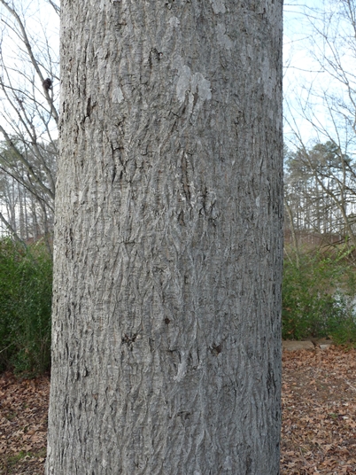 {Carya cordiformis}